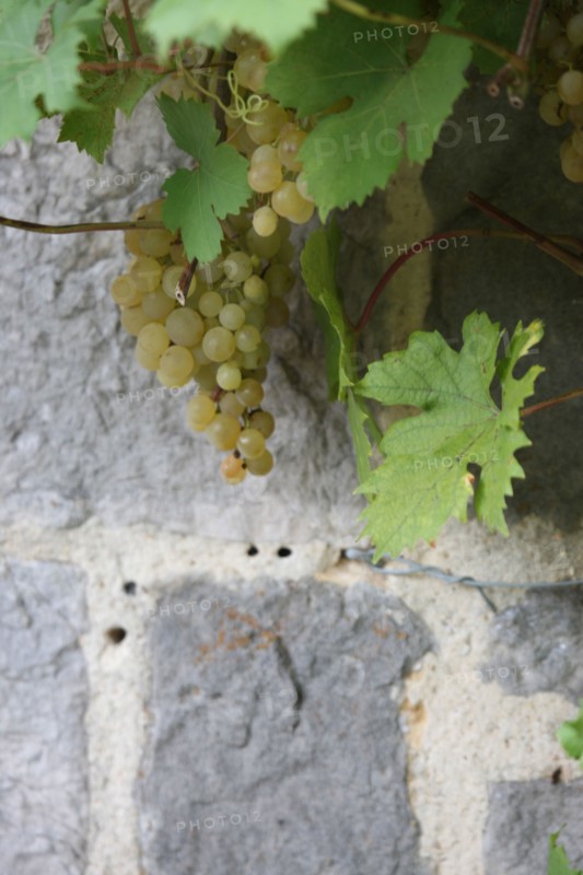 France, pays d'accueil touristique du terroir de caux