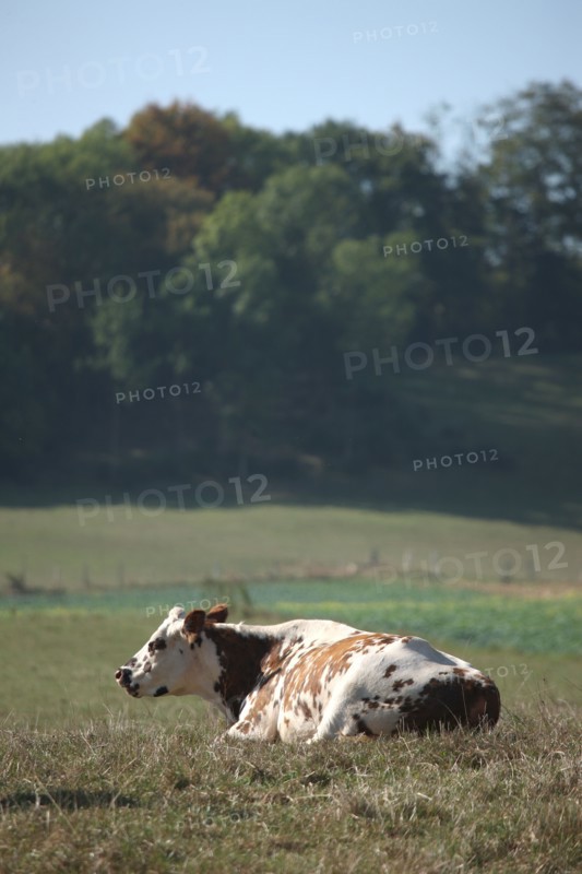 France, Haute Normandie, seine maritime, pays d'accueil touristique du pays de bray, boucle du montroty, randonnee, paysage, vache au repos,