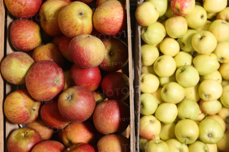 France, Haute Normandie, seine maritime, pays des caux seine, producteur de pomme M Mme Bonnal, poires, pommes, fruits, agriculture, vente directe, gastronomie, terroir,