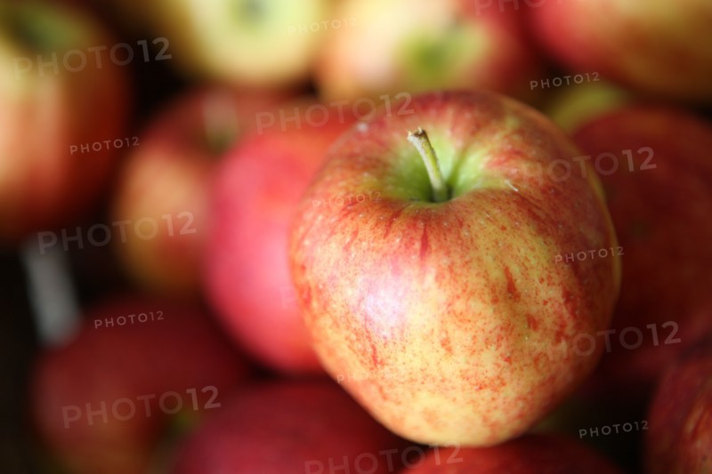 France, Haute Normandie, seine maritime, pays des caux seine, producteur de pomme M Mme Bonnal, poires, pommes, fruits, agriculture, vente directe, gastronomie, terroir,