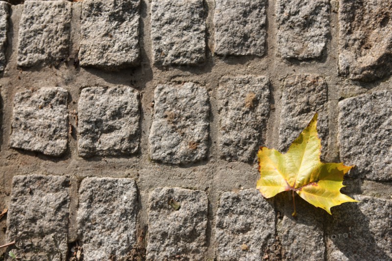 France, Basse Normandie, calvados, bessin, bayeux, cathedrale, paves, feuille morte, automne, rue, sol, arbre,