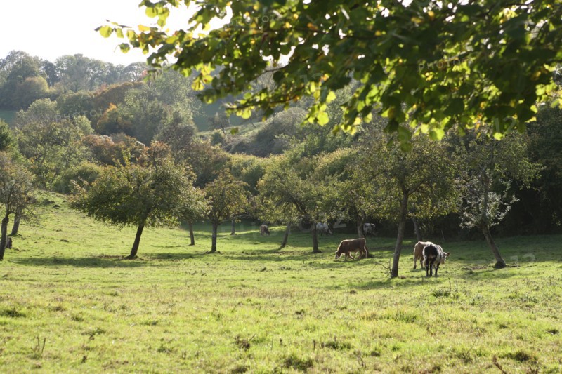 France, Normandie, calvados, pays d'auge, automne, vaches, pommiers, arbres, prairie,