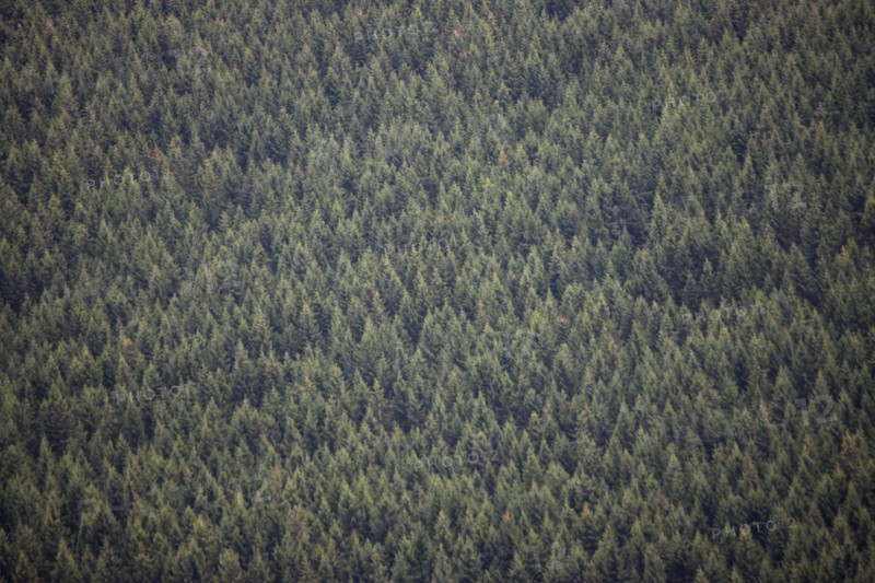 France, auvergne, puy de dome, paysage depuis le sommet du puy de dome, volcan, foret de pins,