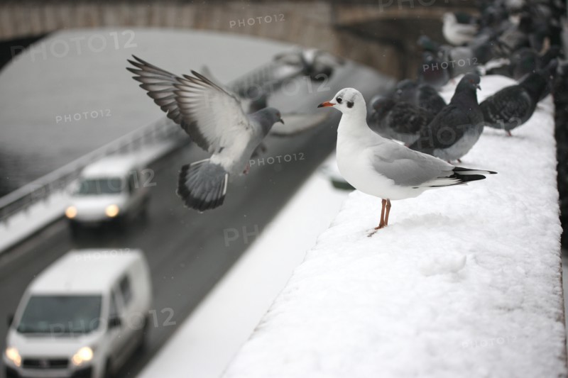 Paris sous la neige
