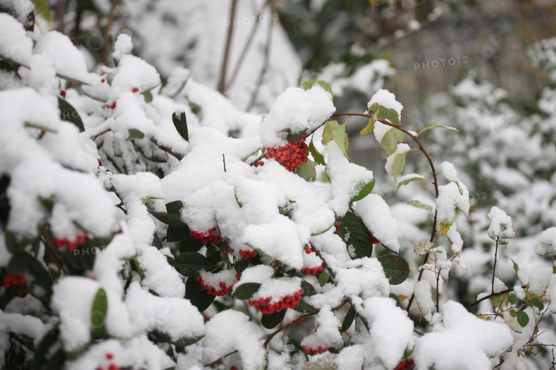 Ile de France, Snowy