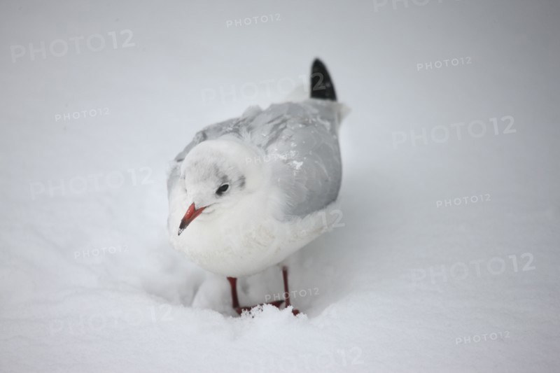 Ile de France, Snowy