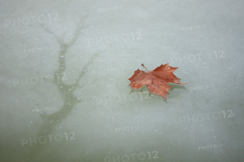 France, Ile de France, Yvelines, Versailles, chateau de Versailles, parc du chateau, jardin, hiver, froid, bassin de l'orangerie, feuille morte et eau gelee, givre, glace,