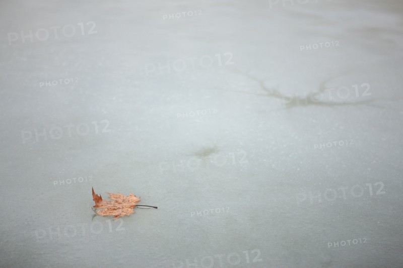 France, Ile de France, Yvelines, Versailles, chateau de Versailles, parc du chateau, jardin, hiver, froid, bassin de l'orangerie, feuille morte et eau gelee, givre, glace,