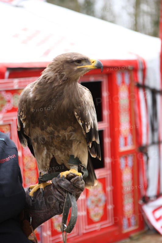 France, Haute Normandie, eure, balines, falconarius, bois des aigles, rapaces, hebergement en yourte mongole, faucon des steppes,
