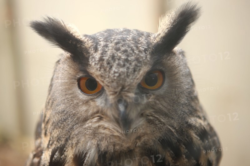 France, Haute Normandie, eure, balines, falconarius, bois des aigles, rapaces, hibou grand duc,