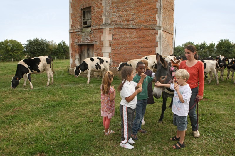France, Haute Normandie, eure, saint jean de la lecqueraye, ferme du louvet, glaces a la ferme, bienvenue a la ferme, ane de l'association elisane,