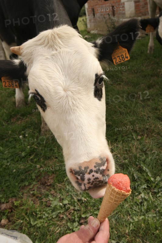 France, Haute Normandie, eure, saint jean de la lecqueraye, ferme du louvet, glaces a la ferme, bienvenue a la ferme, ane de l'association elisane,