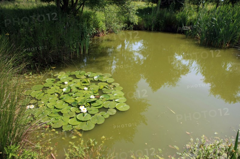 France, Haute Normandie, eure, pays de risle charentonne, saint victor d'epine, gite rural n 552, proprietaire anne marie rault, mare avec nenuphars et grenouilles, nympheas, hebergement, gites de france, vacances, campagne,