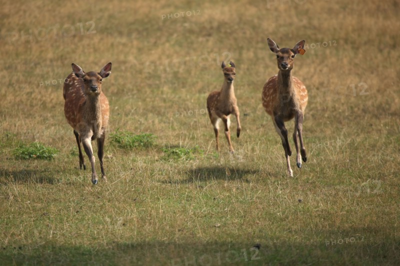 France, Haute Normandie, eure, corneville sur risle, manoir de nielles, dominique hochart, chambre d'hote, elevage de cerfs sika,