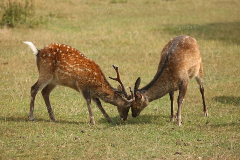 France, Haute Normandie, eure, corneville sur risle, manoir de nielles, dominique hochart, chambre d'hote, elevage de cerfs sika,