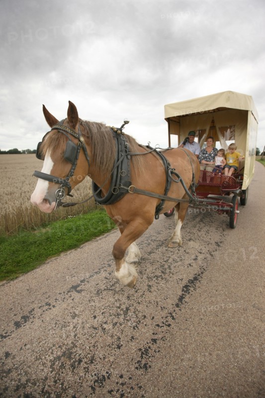 France, Haute Normandie, eure, lieurey, ferme beaulieu, max peuffier, attelage, chevaux de trait postiers bretons, bienvenue a la ferme,