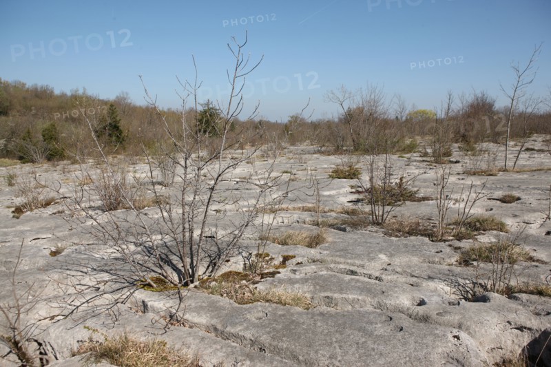 France, Loulle limestone pavement