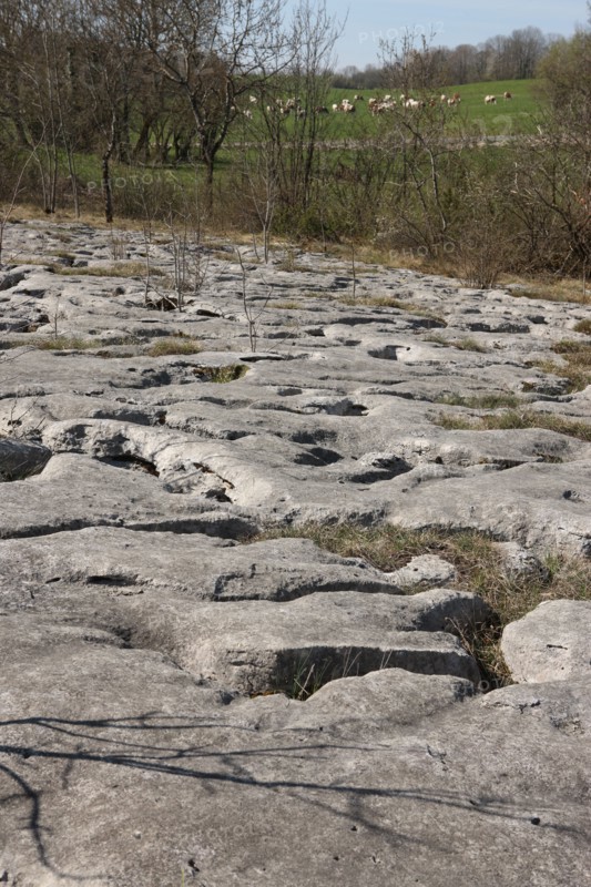 France, Loulle limestone pavement