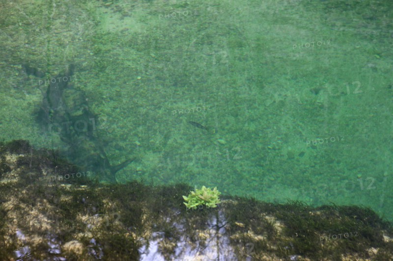 France, franche comte, jura, nozeroy, source de l'ain, pays des lacs, eau, paysage, nature, hiver, poisson,