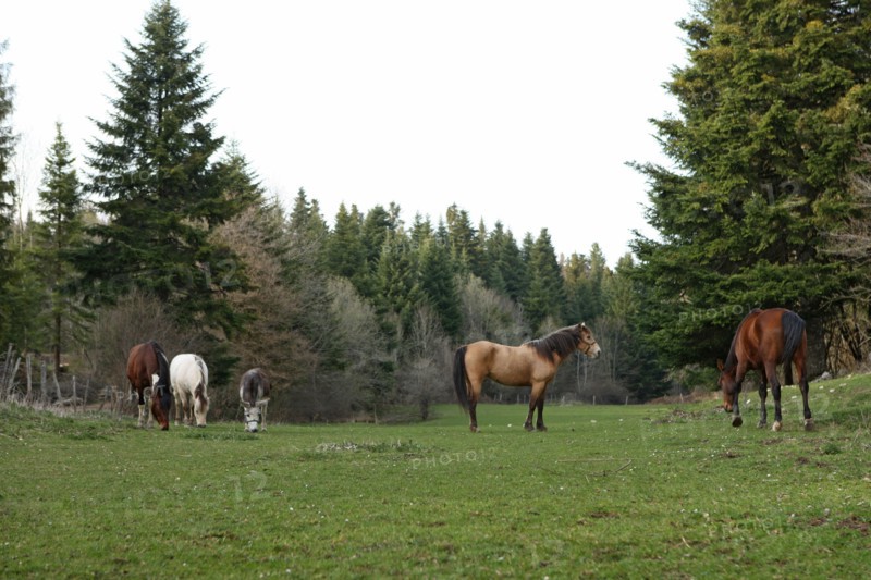 France, ferme de séjour