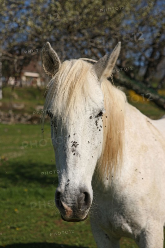 France, franche comte, jura, lent, ferme de sejour, pays des lacs, agriculture, route du comte, paysage, nature, hiver, cheval blanc, mouches,