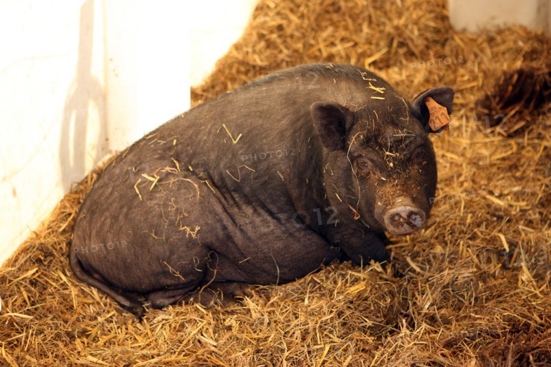 France, franche comte, jura, lent, ferme de sejour, pays des lacs, agriculture, route du comte, paysage, nature, hiver, cochon vietnamien,