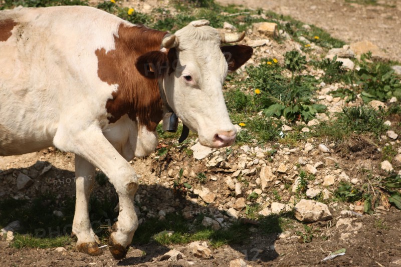 France, ferme de séjour