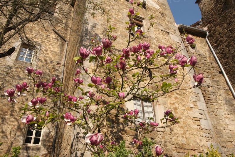 France, franche comté, jura, baume les messieurs, village, patrimoine, montagne, reculée, nature, abbaye, tour, bourgeons, arbuste, magnolia,