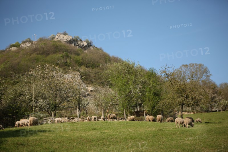 France, franche comté, jura, baume les messieurs, viillage, montagne, elevage ovin, agriculture, moutons,