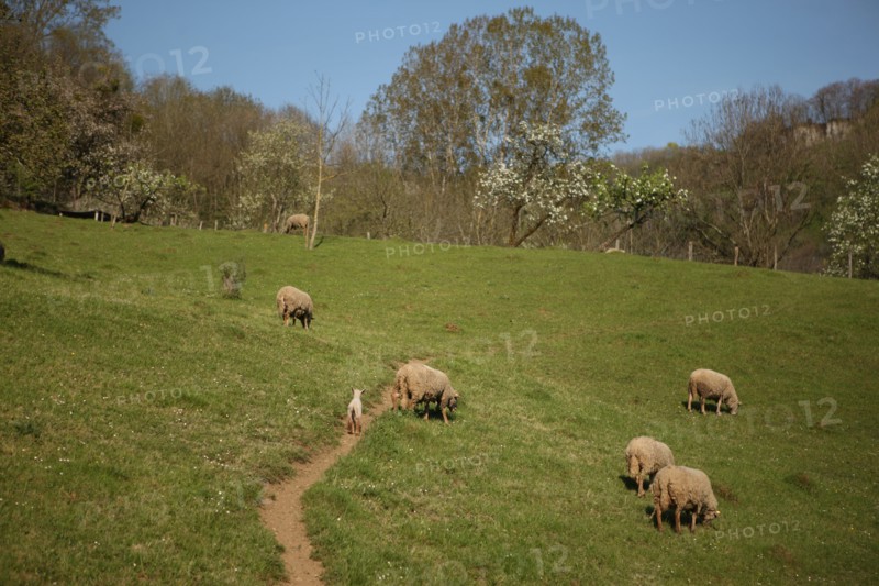 France, franche comté, jura, baume les messieurs, viillage, montagne, elevage ovin, agriculture, moutons,