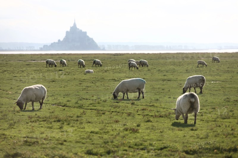 France, Basse Normandie, manche, vains saint leonard, baie du mont saint michel, moutons et agneaux de pres sales, elevage de francois cerdonney, berger,