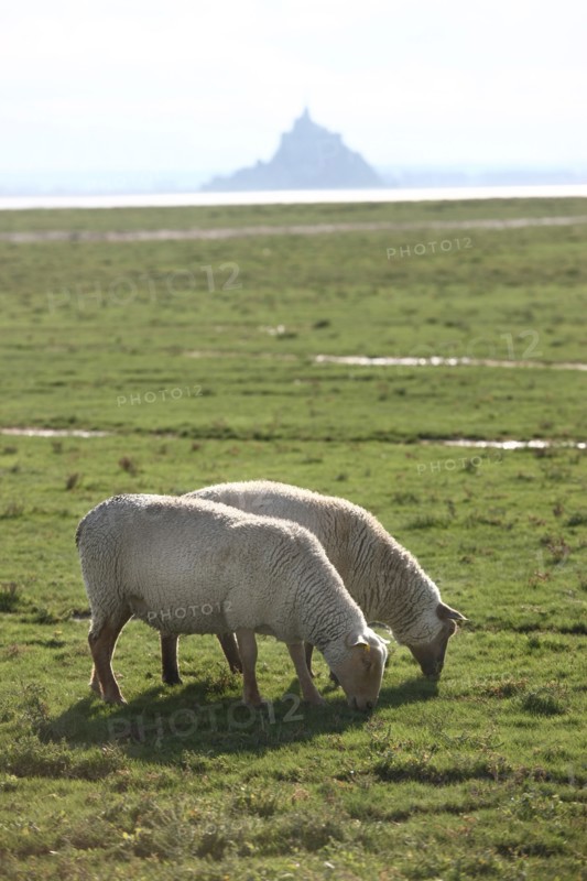 France, Basse Normandie, manche, vains saint leonard, baie du mont saint michel, moutons et agneaux de pres sales, elevage de francois cerdonney, berger,