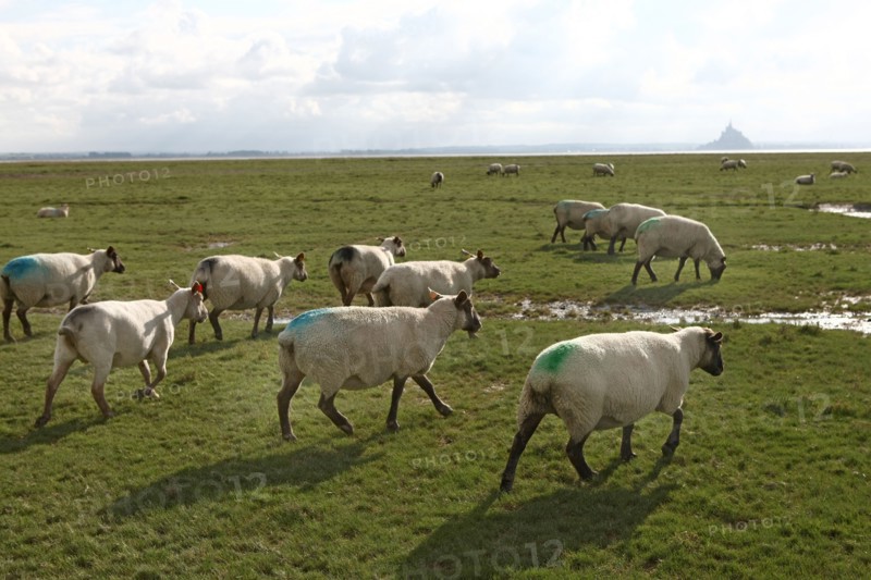 France, Basse Normandie, manche, vains saint leonard, baie du mont saint michel, moutons et agneaux de pres sales, elevage de francois cerdonney, berger,