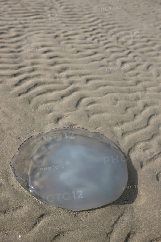 France, Basse Normandie, manche, cote des havres, portbail, littoral, mer, port, bateaux, port, maree basse, sable, estran, ondes de maree, meduse echouee,