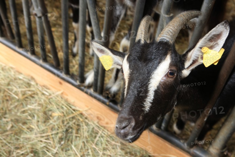 France, welcome to the farm