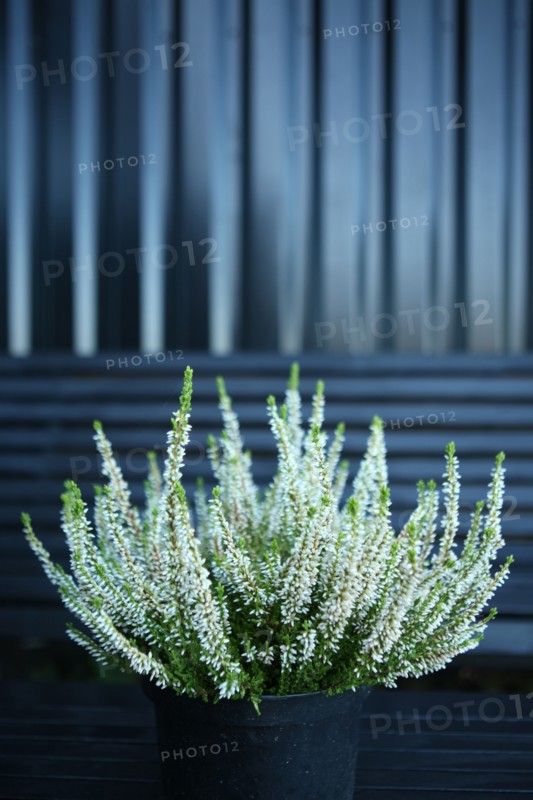 France, Haute Normandie, seine maritime, pourville sur mer, villa quartz, architecte eric pascal legris, proprietaire avec nicolas legrand, locations saisonnieres, gite, petit bouquet,
