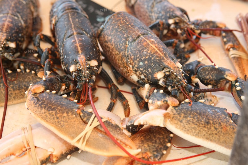 France, Haute Normandie, seine maritime, plateau de caux maritime, saint valery en caux, port, debarque et vente de la peche sur le quai, poisson, homards,