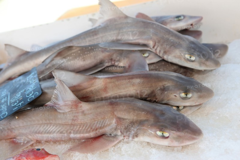 France, Haute Normandie, seine maritime, plateau de caux maritime, saint valery en caux, port, debarque et vente de la peche sur le quai, poisson, chien de mer,