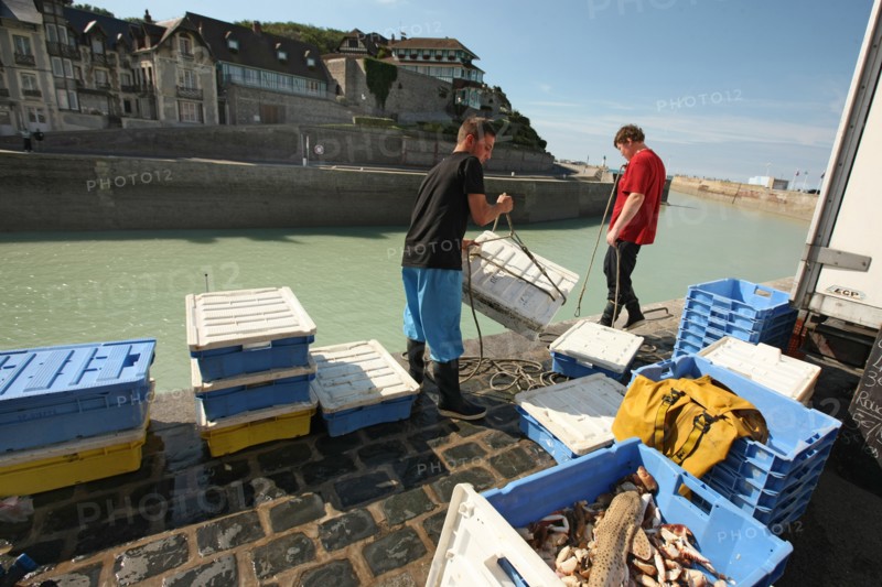 France, Haute Normandie, seine maritime, plateau de caux maritime, saint valery en caux, port, debarque et vente de la peche sur le quai, poisson, bateaux,