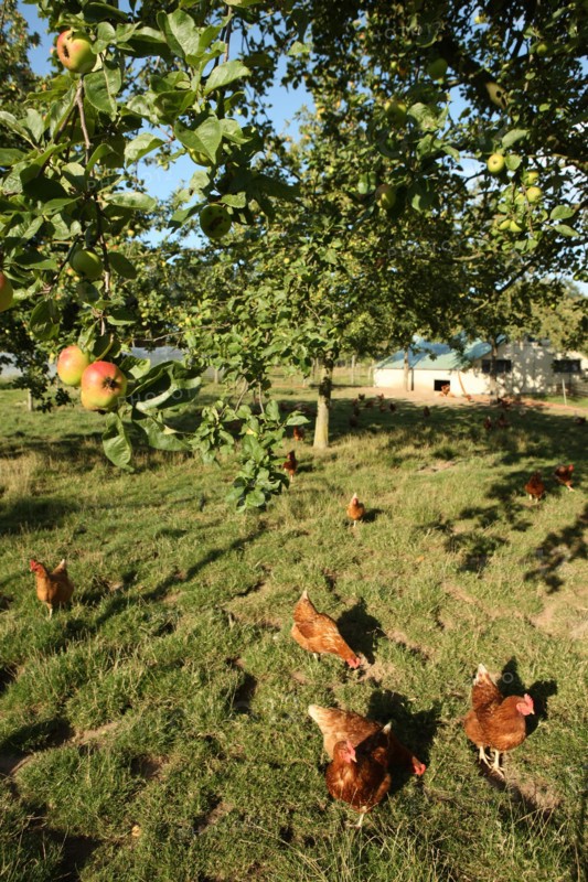 France, Haute Normandie, seine maritime, plateau de caux maritime, hautot l'auvray, le clos d'hautot, valerie petit, produits fermiers, gastronomie, agriculture,