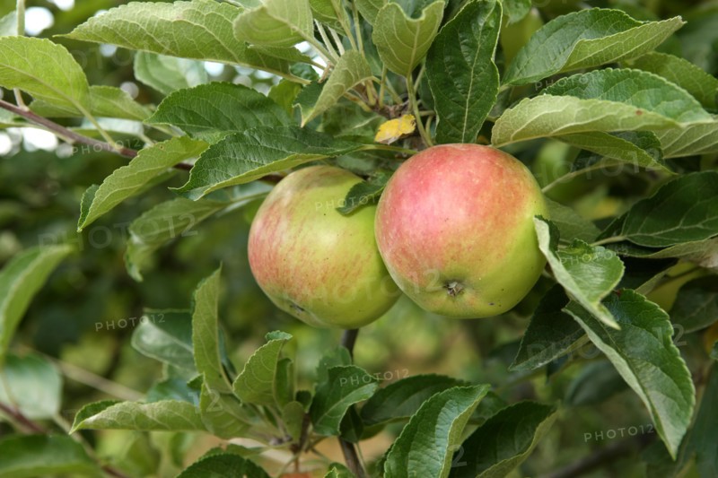 France, Haute Normandie, seine maritime, pays de caux maritime, chateau de bois himont arcaux, etablissement d'aide par le travail, maraichage et boutique de produits locaux, pommes,