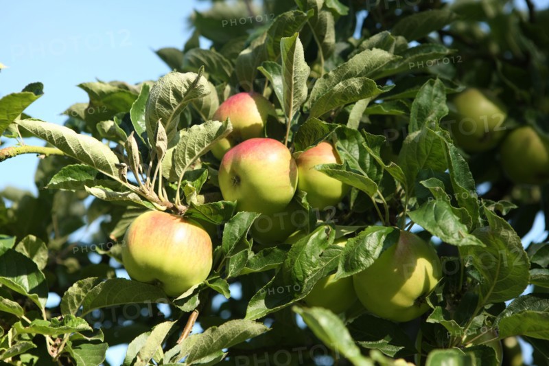 France, Haute Normandie, seine maritime, pays de caux maritime, chateau de bois himont arcaux, etablissement d'aide par le travail, maraichage et boutique de produits locaux, pommes,