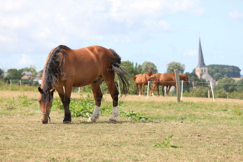 France, Haute Normandie, seine maritime, pays de bray, bures en bray, le bas bray, maison d'hotes, ferme, chevaux,