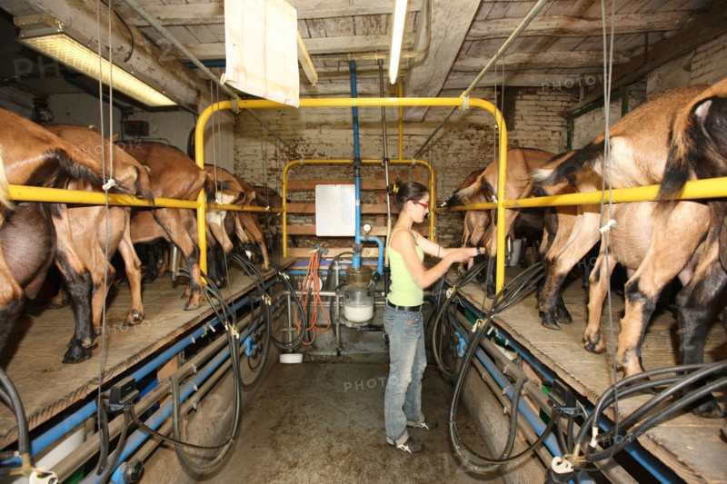France, Haute Normandie, seine maritime, plateau de caux maritime, saisseville, chevrerie du vieux manoir, traite des chevres et fromages, agriculture biologique, gastronomie,