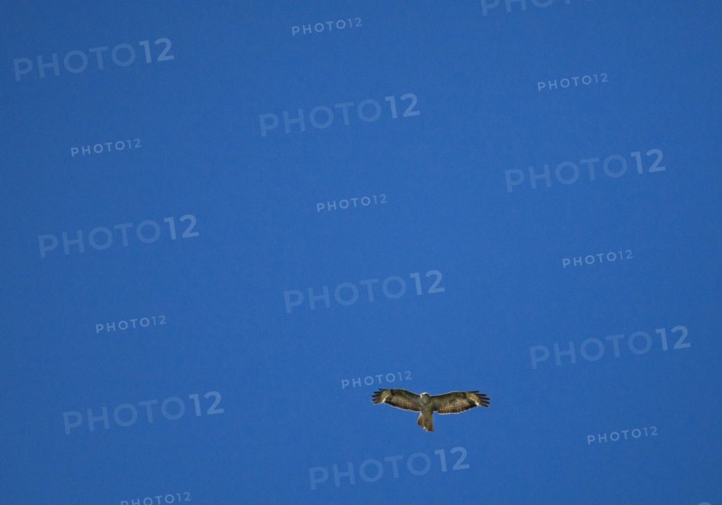 france, region midi pyrenees, tarn et garonne, varen, arnac, ciel, oiseau, rapace, buse, vol,