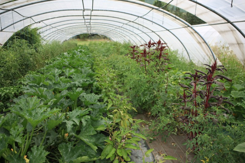 france, region midi pyrenees, tarn et garonne, varen, arnac, ferme de quyvie, sylvie et thierry bolmont, agriculture biologique, tomates, herbes aromatiques, alimentation, jardin, gite, colombier, serre,