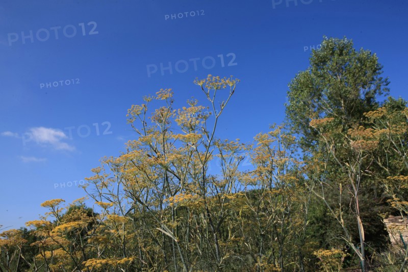 france, region midi pyrenees, tarn et garonne, varen, arnac, ferme de quyvie, sylvie et thierry bolmont, agriculture biologique, tomates, herbes aromatiques, alimentation, jardin, gite, colombier, causse, nature, vegetation,