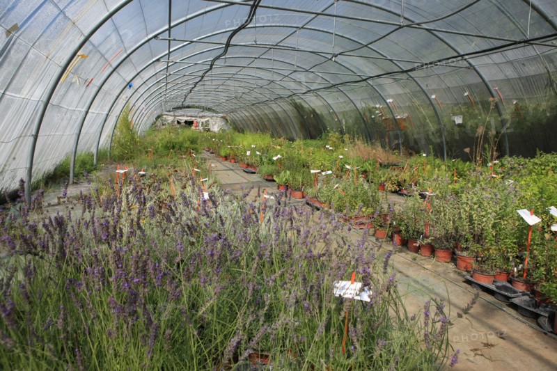 france, region midi pyrenees, tarn et garonne, varen, arnac, ferme de quyvie, sylvie et thierry bolmont, agriculture biologique, tomates, herbes aromatiques, alimentation, jardin, gite, colombier,