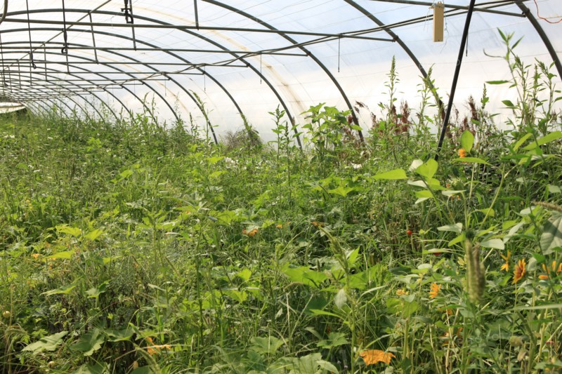 france, region midi pyrenees, tarn et garonne, varen, arnac, ferme de quyvie, sylvie et thierry bolmont, agriculture biologique, tomates, herbes aromatiques, alimentation, jardin, gite, colombier, serre,