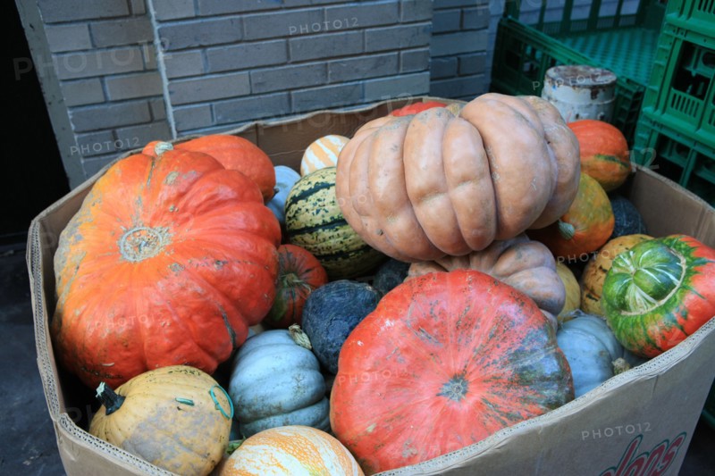 usa, state of New York, NYC, Chelsea, citrouilles, halloween,